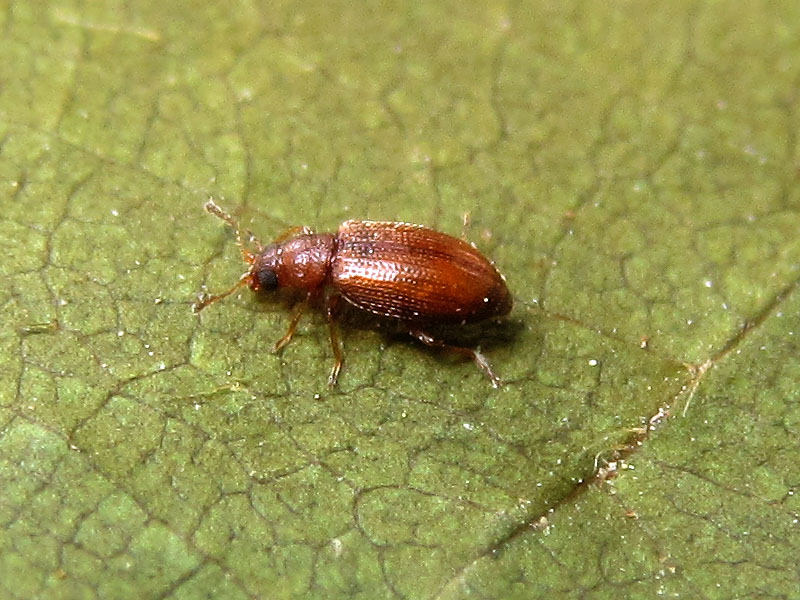 Latridiidae: Cortinicara sp. o Corticaria sp. (o Melanophthalma sp.?)